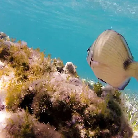 Thalassa 아파트 *